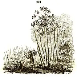 Waldgebüsch am Rand eines Grasmeeres[177]