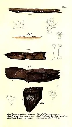 Praemissa in floram cryptogamicam Javae Insulae, Tab. I