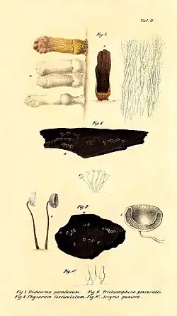 Praemissa in floram cryptogamicam Javae Insulae, Tab. II