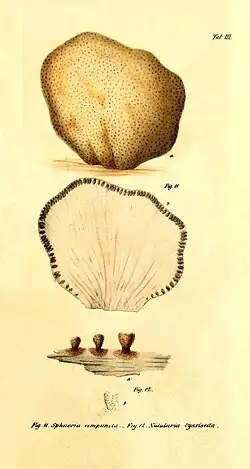 Praemissa in floram cryptogamicam Javae Insulae, Tab. III