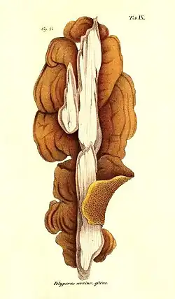 Praemissa in floram cryptogamicam Javae Insulae, Tab. IX