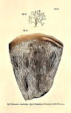 Praemissa in floram cryptogamicam Javae Insulae, Tab. VI