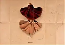 Praemissa in floram cryptogamicam Javae Insulae, Tab. VII[218]