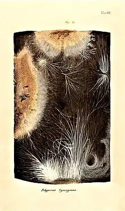 Praemissa in floram cryptogamicam Javae Insulae, Tab. VIII