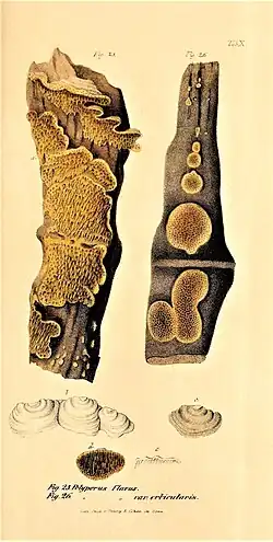 Praemissa in floram cryptogamicam Javae Insulae, Tab. X