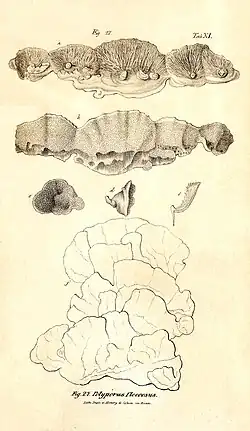 Praemissa in floram cryptogamicam Javae Insulae, Tab. XI