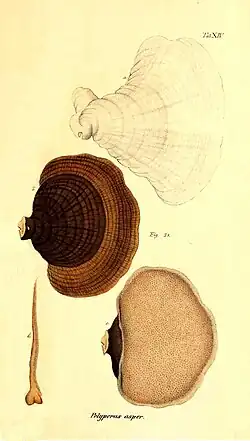 Praemissa in floram cryptogamicam Javae Insulae, Tab. XIV