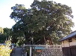 Chinesischer Wacholder am Hōshōin