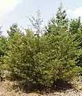 Juniperus virginiana