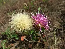 Blüten- und Fruchtstand