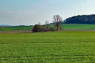Gipfelpunkt des Gickelsbergs (rechts: Heidelberg)
