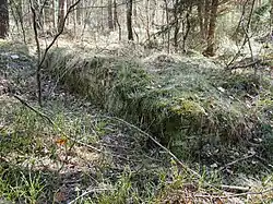 Überwucherte Reste der Barackenfundamente