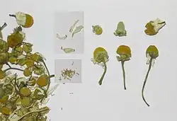 Kamillenblüten (Matricariae flos)