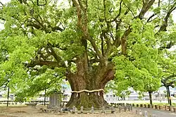 Nahaufnahme des Kamo no Ōkusu mit umgebundenen Shimenawa