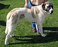 Anatolischer Hirtenhund (Schlag Kangal)