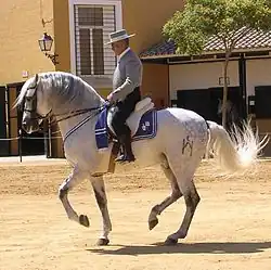 Kartäuser-Pferd, Jerez, 2006