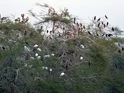 Nationalpark Keoladeo