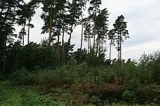 Die Bergkuppe von Osten her gesehen.