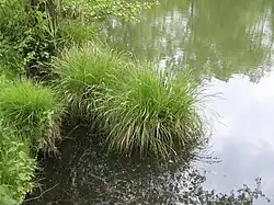 Bulte einer Rispen-Segge – regional in der Roten Liste als gefährdet eingestuft