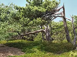 Kiefern in Windschur