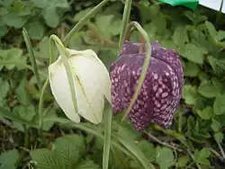 1993 Schachbrettblume