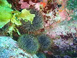 Whakarua Moutere (North East Islands)