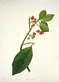 Ein Zweig von Coprosma mit Blättern und Beeren von Martha King. 1842 für die New Zealand Company erstellt.