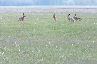 Ausgedehnte Grassteppe der Puszta