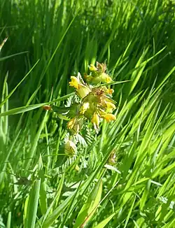 Kleiner Klappertopf (Rhinanthus minor) – Exkursionsfoto 3.6.23