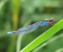 Kleines Granatauge (Erythromma viridulum)