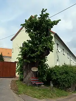 Friedenslinde in Kleinschönberg