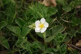 Knackerdbeere im Naturschutzgebiet Arzberg
