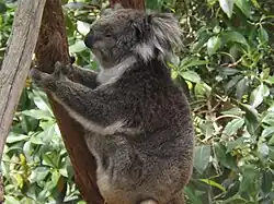 Koala