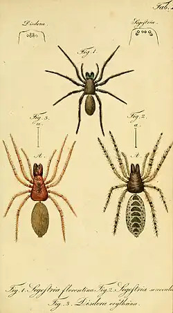 Auszug aus Die Arachniden. Erster Band. von C. W. Hahn (1831)