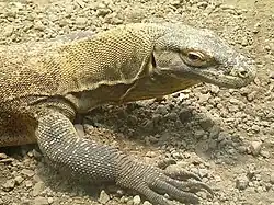 Komodowaran im Tagtierbereich