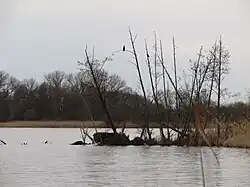 Am Pritzerber See im NSG Untere Havel Süd