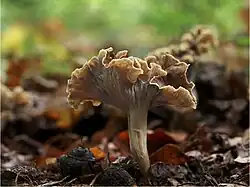 Krause Kraterelle Craterellus undulatus