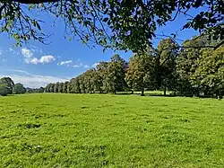 Krimlinden-Allee zur Hofschaft Westerholt