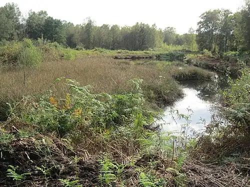 Naturschutzgebiet Steinfelder Moor südlich des Wassenbergsdamms