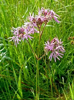 Morgentau auf Kuckucks-Lichtnelken (Lychnis flos-cuculi) im NSG