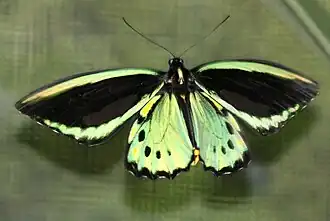 Ornithoptera euphorion