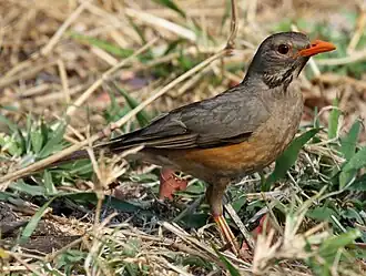 Rotschnabeldrossel im Kruger-Nationalpark