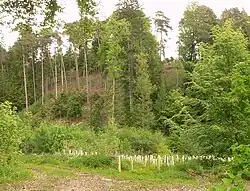 Erhebung, auf der die Läsekenburg liegt