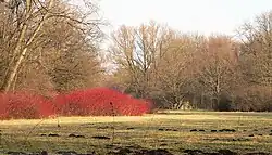Farbenprächtiges Gehölz im Park