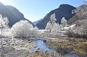 Niedermoorbereich am nördlichen Seerand