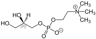 Strukturformel von L-α-Glycerylphosphorylcholin