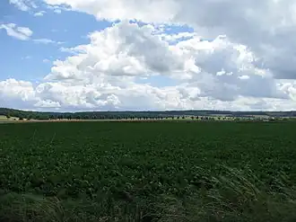 Blick etwa von Ottbergen südostwärts zum Vorholz beim Langen Berg