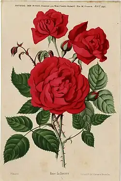 'Prince Camille de Rohan' (oder 'La Rosière'), 1861