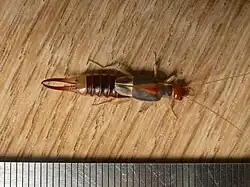 Weibchen des Sandohrwurms