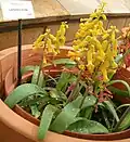 Lachenalia aloides